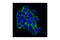 c-Kit antibody, 3310S, Cell Signaling Technology, Immunocytochemistry image 