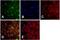 MDM2 Proto-Oncogene antibody, 33-7100, Invitrogen Antibodies, Immunofluorescence image 