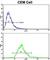 O-6-Methylguanine-DNA Methyltransferase antibody, abx033340, Abbexa, Western Blot image 