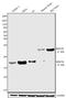 SRY-Box 15 antibody, 720155, Invitrogen Antibodies, Western Blot image 