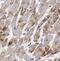 Nephrocystin 4 antibody, FNab05817, FineTest, Immunohistochemistry frozen image 