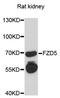 Frizzled Class Receptor 5 antibody, LS-C747851, Lifespan Biosciences, Western Blot image 