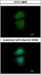 WD Repeat Domain 77 antibody, GTX116802, GeneTex, Immunofluorescence image 