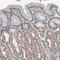 Thiosulfate Sulfurtransferase Like Domain Containing 1 antibody, NBP1-81566, Novus Biologicals, Immunohistochemistry paraffin image 