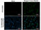 Dengue virus antibody, GTX124252, GeneTex, Immunocytochemistry image 