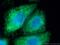 BH3 Interacting Domain Death Agonist antibody, 60301-1-Ig, Proteintech Group, Immunofluorescence image 