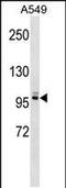 Pleckstrin Homology And RhoGEF Domain Containing G5 antibody, PA5-48841, Invitrogen Antibodies, Western Blot image 