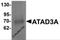 ATPase Family AAA Domain Containing 3A antibody, 6387, ProSci, Western Blot image 