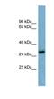 OTU Domain Containing 6B antibody, NBP1-58879, Novus Biologicals, Western Blot image 