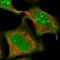 Rho GTPase Activating Protein 11A antibody, NBP1-93657, Novus Biologicals, Immunofluorescence image 