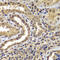 Proteasome Subunit Beta 8 antibody, 22-875, ProSci, Immunohistochemistry paraffin image 
