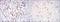FYN Proto-Oncogene, Src Family Tyrosine Kinase antibody, NBP2-37588, Novus Biologicals, Immunohistochemistry frozen image 