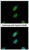 Nuclear Prelamin A Recognition Factor antibody, NBP2-19475, Novus Biologicals, Immunofluorescence image 