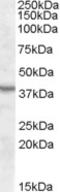 Guided Entry Of Tail-Anchored Proteins Factor 3, ATPase antibody, orb19816, Biorbyt, Western Blot image 