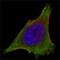 Janus Kinase 3 antibody, MA5-15561, Invitrogen Antibodies, Immunofluorescence image 