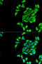Small conductance calcium-activated potassium channel protein 3 antibody, LS-C749026, Lifespan Biosciences, Immunofluorescence image 