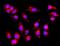 Golgi Associated PDZ And Coiled-Coil Motif Containing antibody, A03660-2, Boster Biological Technology, Immunofluorescence image 