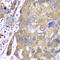 Peroxiredoxin 1 antibody, A1842, ABclonal Technology, Immunohistochemistry paraffin image 