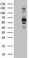 Rab3A-interacting protein antibody, LS-C794650, Lifespan Biosciences, Western Blot image 