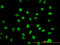 Myoneurin antibody, LS-C133786, Lifespan Biosciences, Immunofluorescence image 