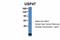 Ubiquitin Specific Peptidase 47 antibody, A07648, Boster Biological Technology, Western Blot image 