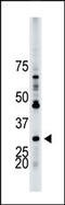 Tyrosine 3-Monooxygenase/Tryptophan 5-Monooxygenase Activation Protein Beta antibody, MBS9212396, MyBioSource, Western Blot image 