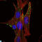 Kelch Like Family Member 1 antibody, LS-C812671, Lifespan Biosciences, Immunofluorescence image 