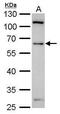 YY1 Transcription Factor antibody, PA5-29138, Invitrogen Antibodies, Western Blot image 