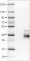 Tetraspanin 7 antibody, MA5-24593, Invitrogen Antibodies, Western Blot image 