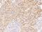 Proline Rich 15 Like antibody, 206544-T08, Sino Biological, Immunohistochemistry paraffin image 