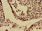USO1 Vesicle Transport Factor antibody, orb400576, Biorbyt, Immunohistochemistry paraffin image 
