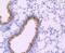 Haptoglobin antibody, NBP2-66881, Novus Biologicals, Immunohistochemistry paraffin image 