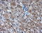 LEM Domain Containing 3 antibody, LS-C114869, Lifespan Biosciences, Immunohistochemistry paraffin image 