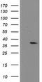 Nucleotide Binding Protein Like antibody, TA503725, Origene, Western Blot image 