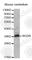 Neuroguidin antibody, A2624, ABclonal Technology, Western Blot image 