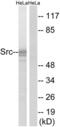 SRC Proto-Oncogene, Non-Receptor Tyrosine Kinase antibody, LS-C199601, Lifespan Biosciences, Western Blot image 