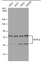 Transcription Factor 7 Like 2 antibody, PA5-78192, Invitrogen Antibodies, Western Blot image 