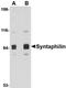 Syntaphilin antibody, orb75004, Biorbyt, Western Blot image 