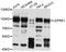 Prolyl 3-Hydroxylase 1 antibody, STJ112360, St John