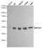 Mitogen-Activated Protein Kinase Kinase 6 antibody, STJ99282, St John