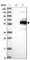 WW Domain Binding Protein 1 Like antibody, HPA038371, Atlas Antibodies, Western Blot image 