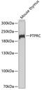 CD45 antibody, GTX65913, GeneTex, Western Blot image 