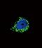 Insulin Like Growth Factor Binding Protein 2 antibody, PA5-35343, Invitrogen Antibodies, Immunofluorescence image 