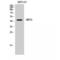 Sirtuin 2 antibody, LS-C386080, Lifespan Biosciences, Western Blot image 