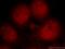 CAMP-Dependent Protein Kinase Inhibitor Gamma antibody, 21371-1-AP, Proteintech Group, Immunofluorescence image 