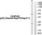 Caspase 4 antibody, PA5-39873, Invitrogen Antibodies, Western Blot image 