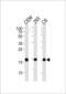 Small Ubiquitin Like Modifier 2 antibody, LS-C203925, Lifespan Biosciences, Western Blot image 