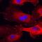 Paxillin antibody, AF4259, R&D Systems, Immunocytochemistry image 