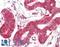 Tyrosine 3-Monooxygenase/Tryptophan 5-Monooxygenase Activation Protein Eta antibody, LS-B10385, Lifespan Biosciences, Immunohistochemistry frozen image 