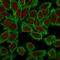 Moesin antibody, GTX34846, GeneTex, Immunocytochemistry image 